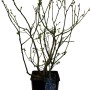 Heidelbeere Chandler im 3 l Topf, ca. 30-40 cm hoch. Vaccinium mit jungen Trieben im Topf.