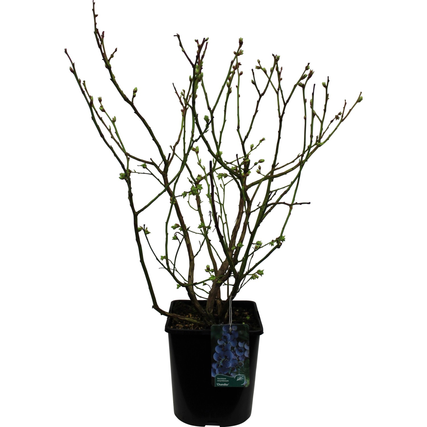 Heidelbeere Chandler Höhe 30 - 40 cm Topf-Ø 3 l Vaccinium