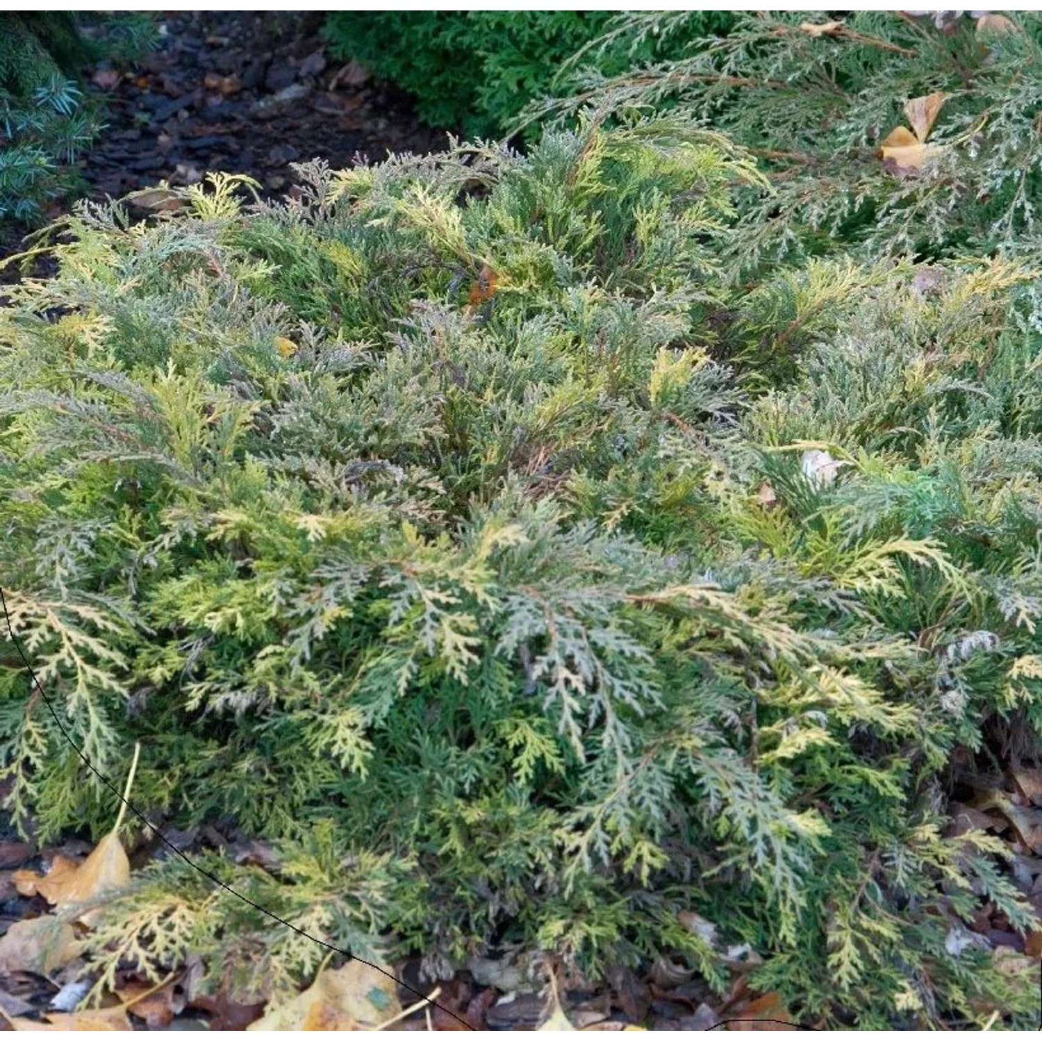 Sibirische Fächerwacholder Lucas 20-30cm - Microbiota decussata