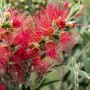 Detailaufnahme des roten Zylinderputzers Splendens, einer attraktiven Kübelpflanze von GROW by OBI.