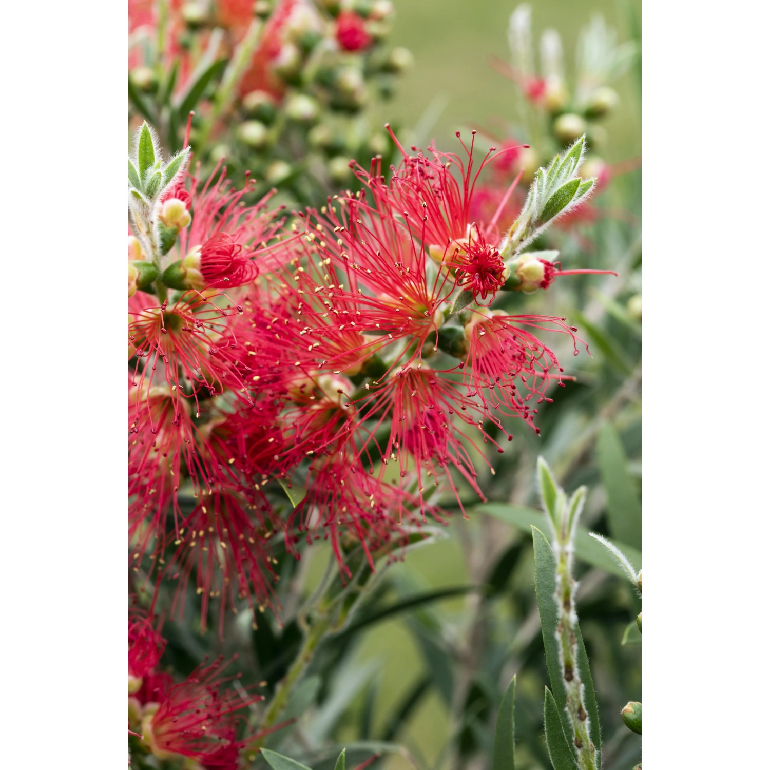Detailaufnahme des roten Zylinderputzers Splendens, einer attraktiven Kübelpflanze von GROW by OBI.