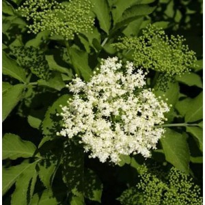 Blühender Schwarzer Holunder Sampo (Sambucus nigra) mit weißen Blüten und grünen Blättern.
