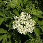 Blühender Schwarzer Holunder Sampo (Sambucus nigra) mit weißen Blüten und grünen Blättern.