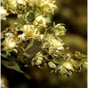 Nahaufnahme von blühendem, wildem Hopfen (Humulus lupulus) mit Blättern.