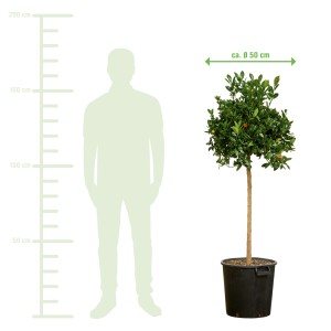 Orangenbaum 'Calamondin' XXL, ca. 140-160cm hoch im Topf. Kübelpflanze mit essbaren Früchten.