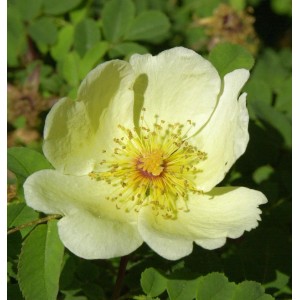 Nahaufnahme einer hellgelben Parkrose Hugonis Blüte mit gelben Staubgefäßen.