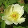 Nahaufnahme einer hellgelben Parkrose Hugonis Blüte mit gelben Staubgefäßen.