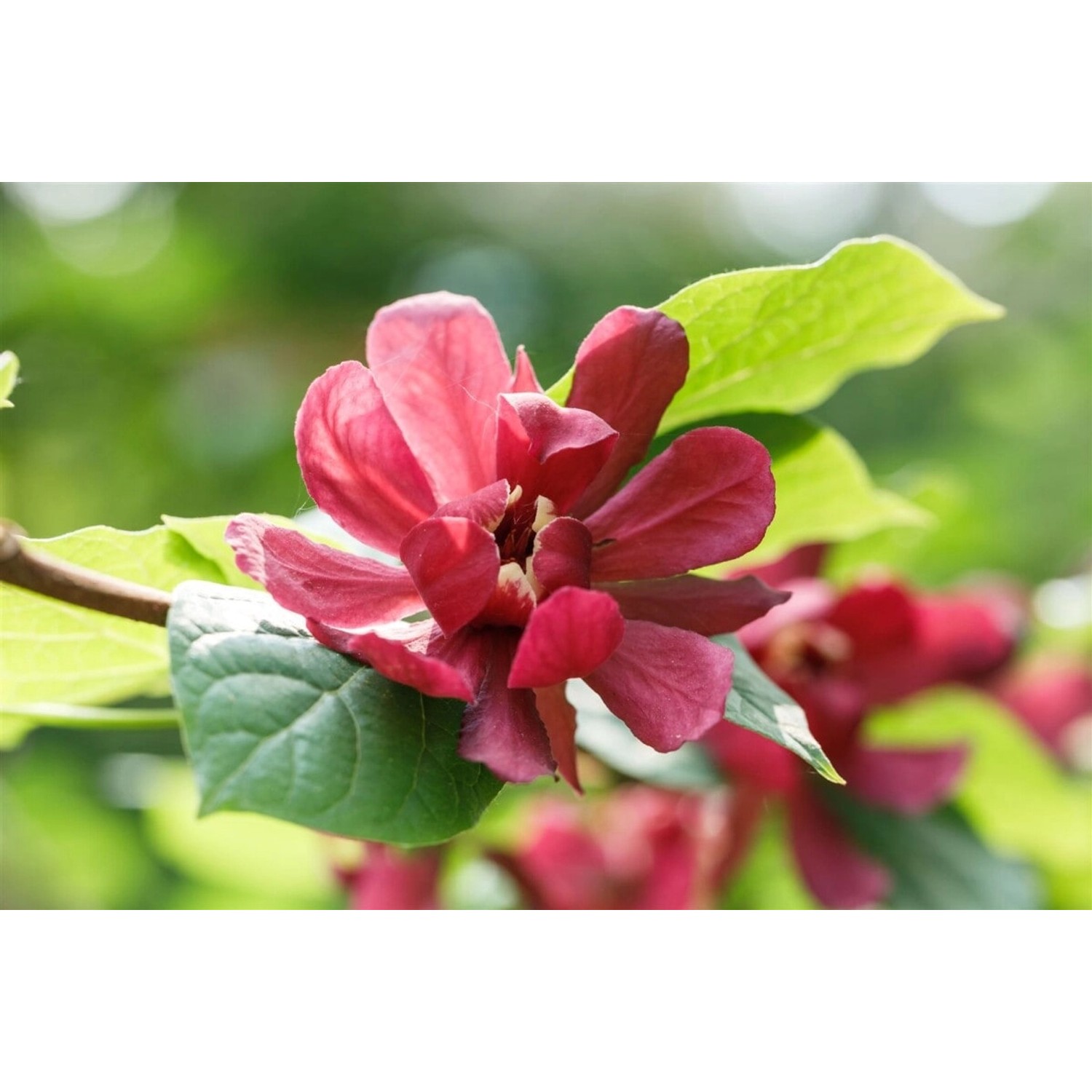 Calycanthus Raunstonii Gewürzstrauch 60-80 cm günstig online kaufen