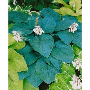 Nahaufnahme der Blaublattfunkie Hosta Sieboldiana 'Blue Angel' mit blaugrauen Blättern und weißen Blüten.