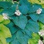 Nahaufnahme der Blaublattfunkie Hosta Sieboldiana 'Blue Angel' mit blaugrauen Blättern und weißen Blüten.