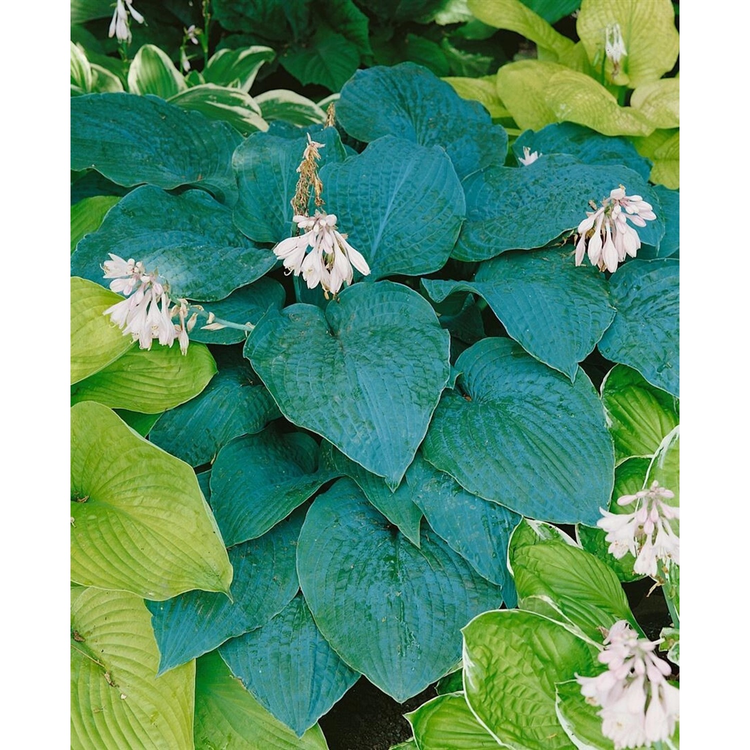 Hosta Sieboldiana Blue Angel Blaublattfunkie Ca. 13 cm Topf günstig online kaufen
