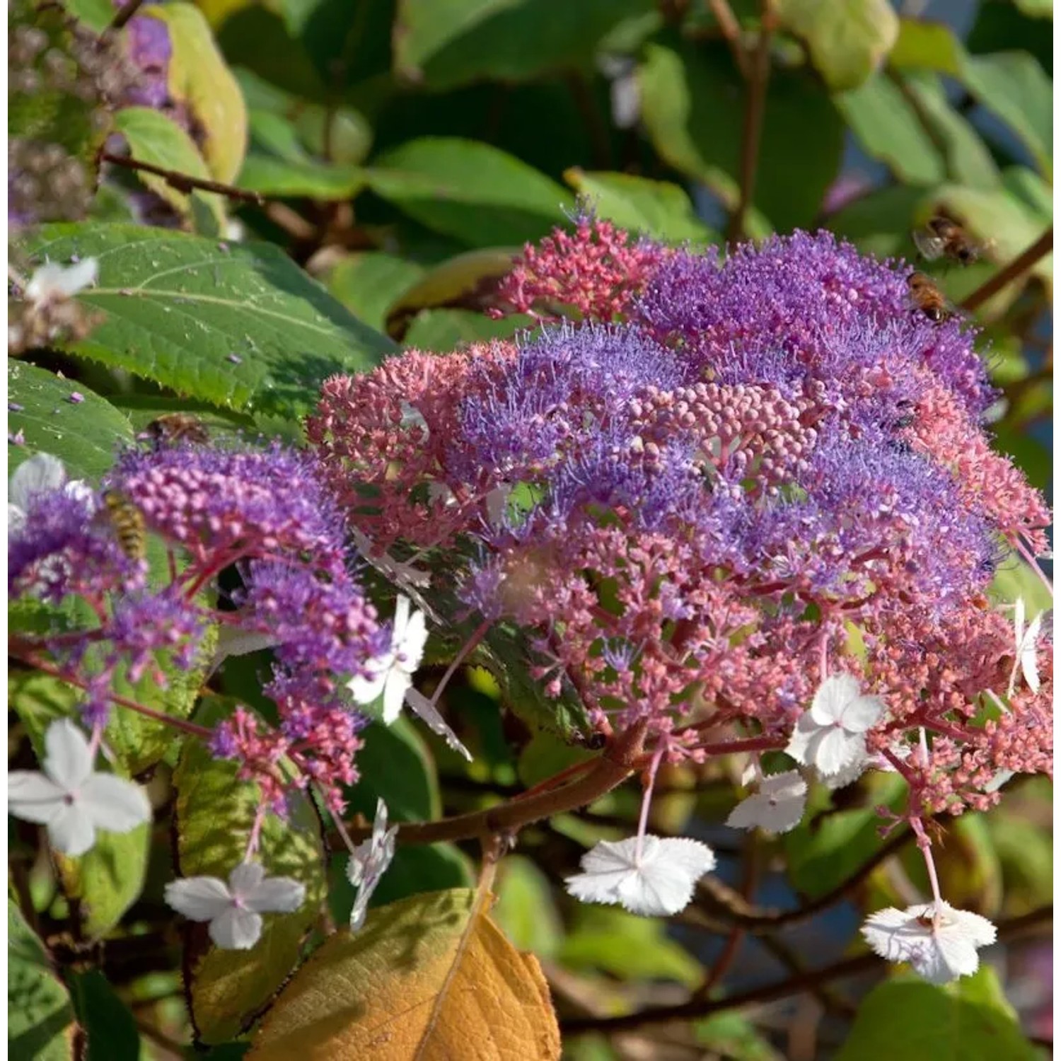 Fellhortensie Kawakami 40-60cm - Hydrangea aspera