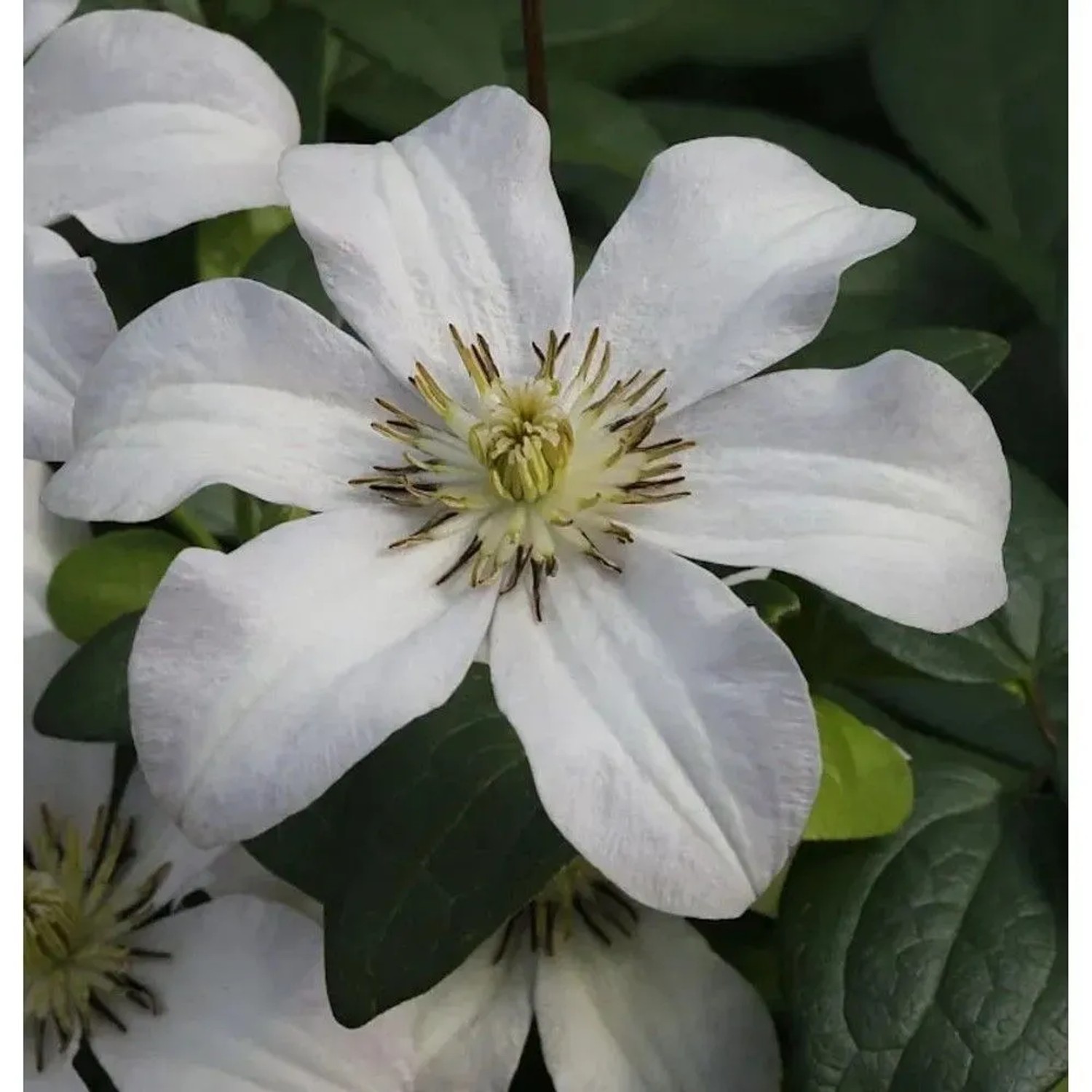 Robuste Waldrebe Huldine 60-80cm - Clematis viticella
