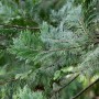 Detailaufnahme der immergrünen Calocedrus Decurrens (Weihrauchzeder), einem robusten Hausbaum.