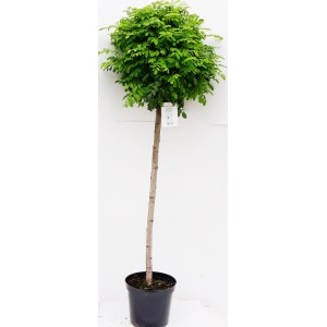 Kugelrobinie als Hochstamm im Topf, Gesamthöhe 250cm, mit runder Krone und grünen Blättern.