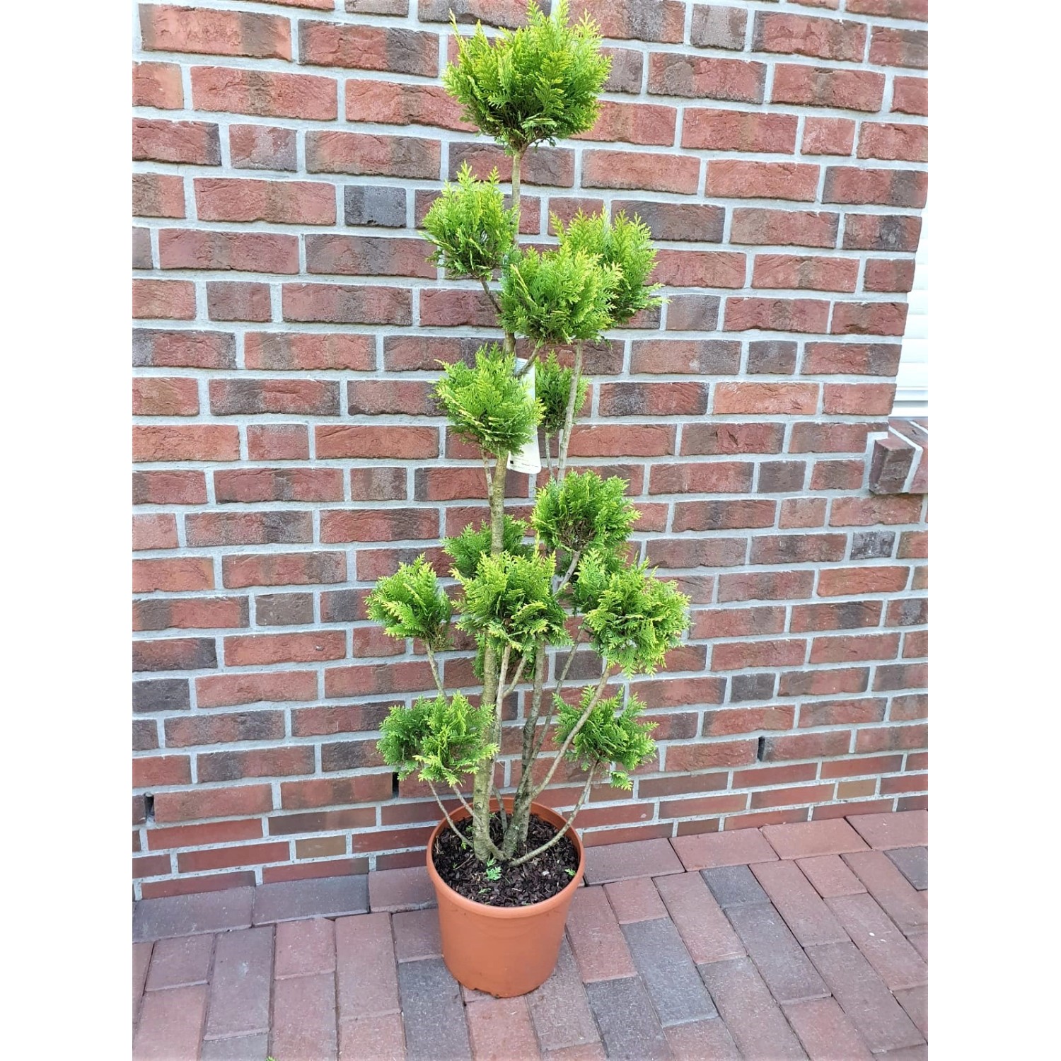 Gartenbonsai Scheinzypresse 'Stardust', 130-140 cm hoch, im Topf. Hausbaum mit kugelförmigem Wuchs.