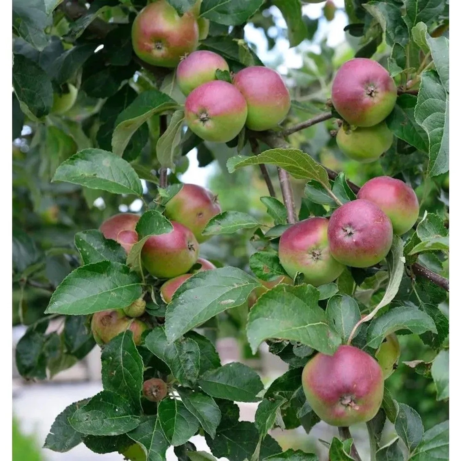 Apfelbaum Liberty 60-80cm - Winterapfel knackig