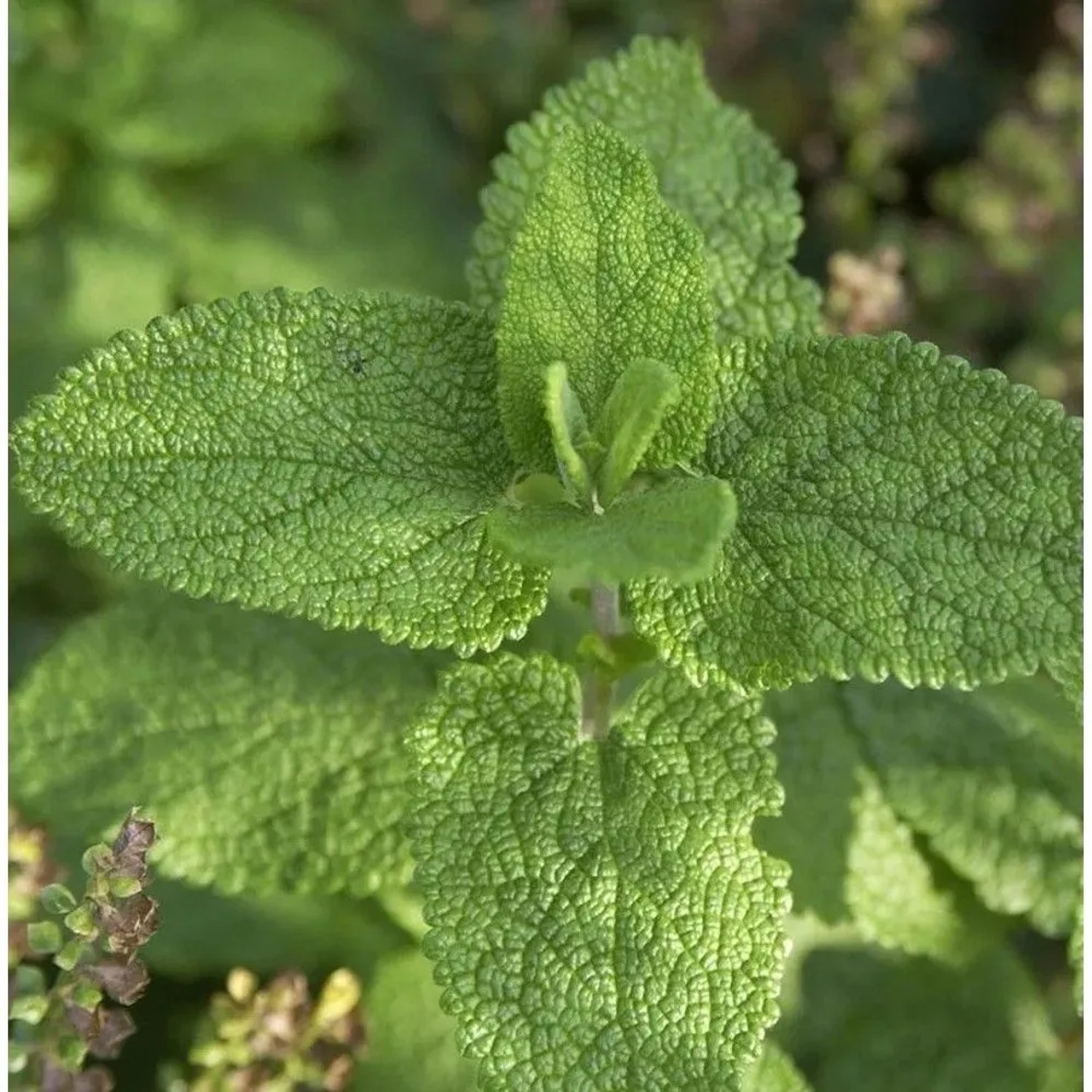 Salbei Gamander - Teucrium scorodonia