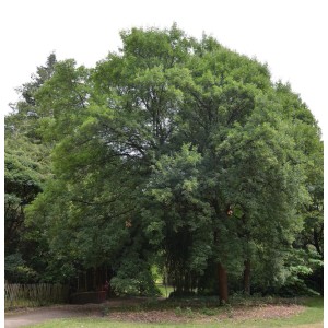 Großer, grüner Französischer Ahorn (Acer monspessulanum), 100-125cm, im Garten.
