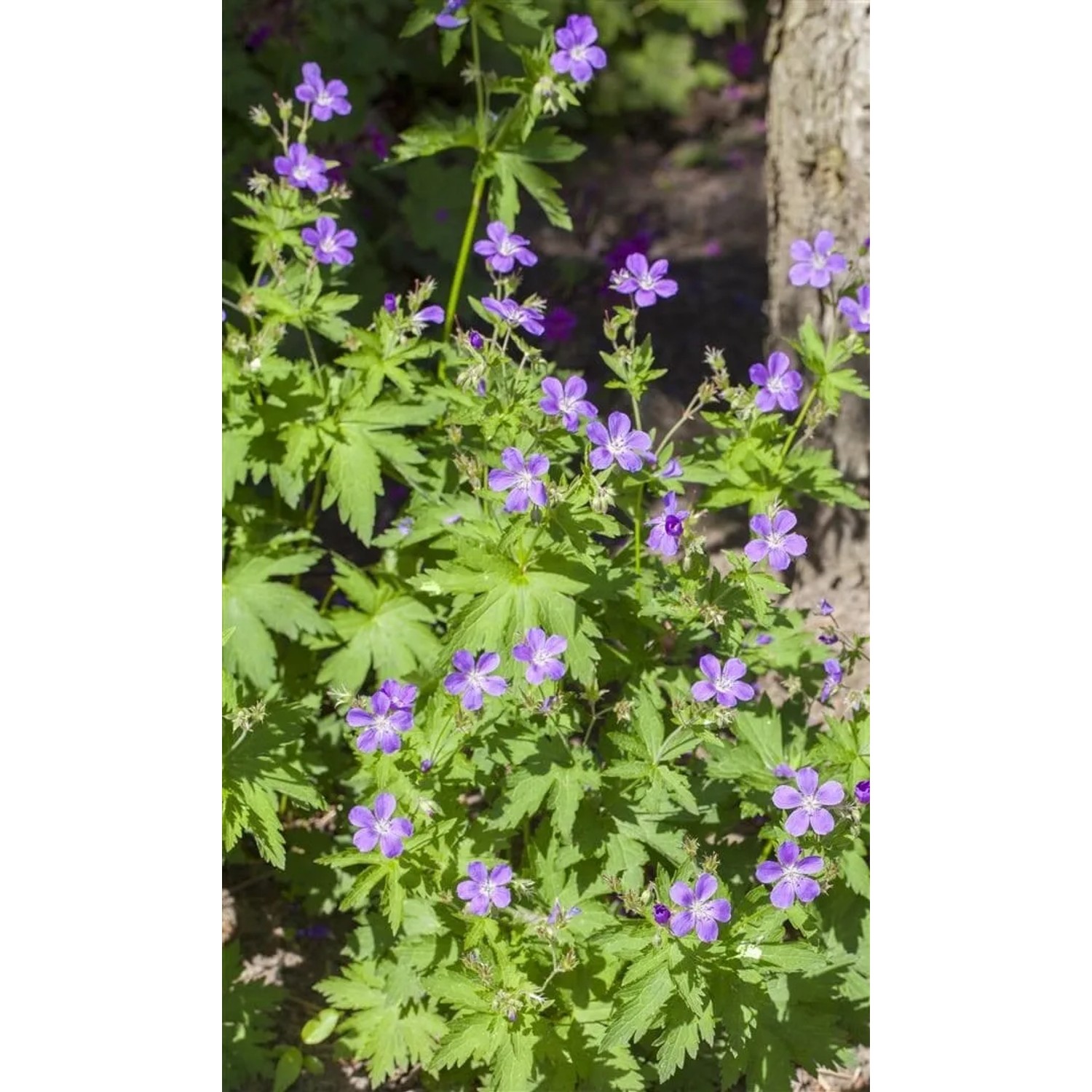 Blühender Wald-Storchschnabel 'Mayflower' im 9x9 cm Topf. Violette Blüten und grüne Blätter.