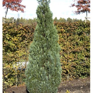 Blaue Kegelzypresse (50-60cm) im Garten, schlanker, kegelförmiger Wuchs.