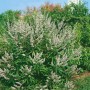 Blühender Mönchspfeffer 'Latifolia Alba', 40-60 cm, mit weißen Blüten im Garten.
