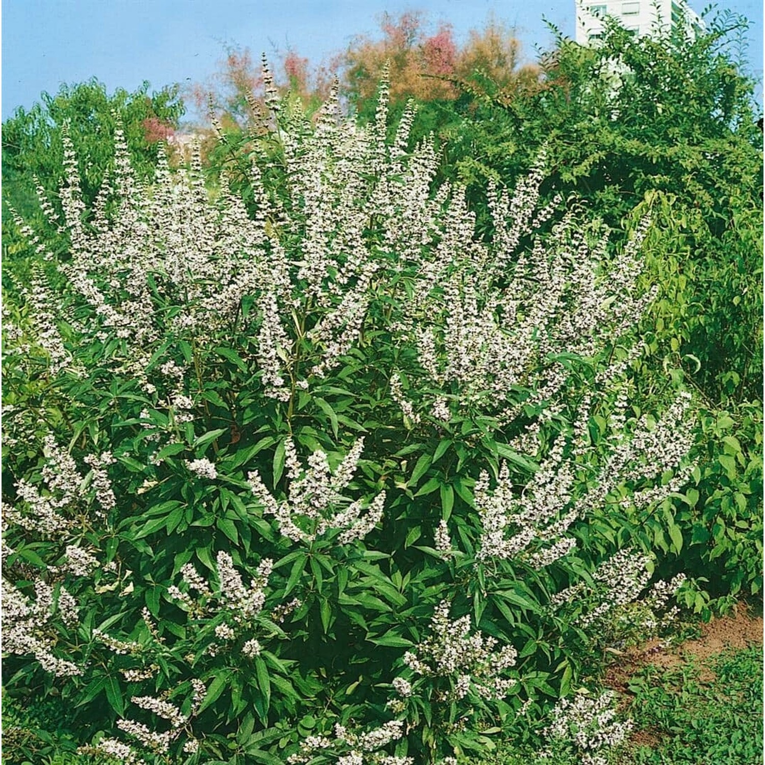 Vitex Agnus-Castus Mönchspfeffer Latifolia Alba 40-60 cm günstig online kaufen
