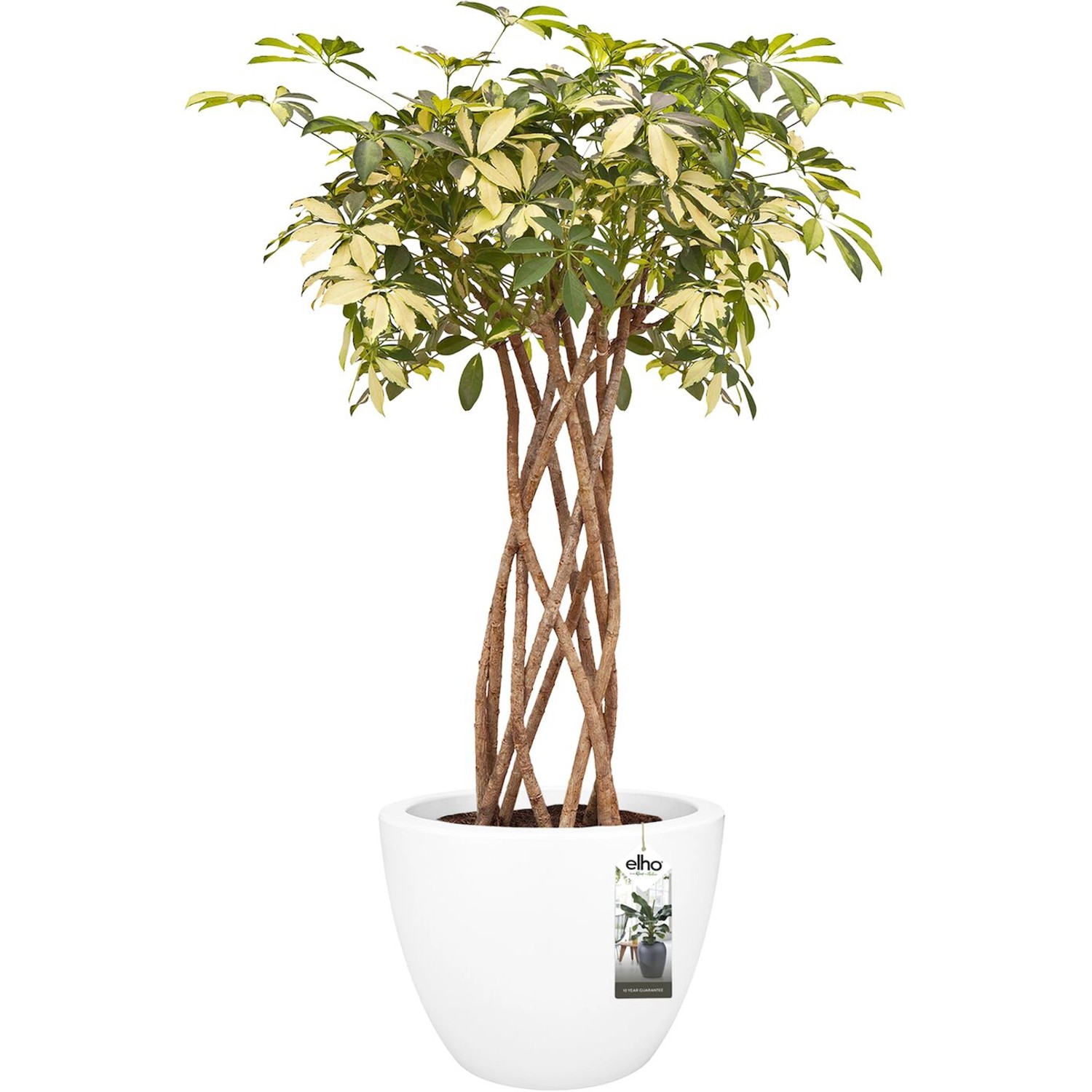 Elho Blumentopf Pure Soft mit Rollen Ø 49 cm Weiß kaufen bei OBI