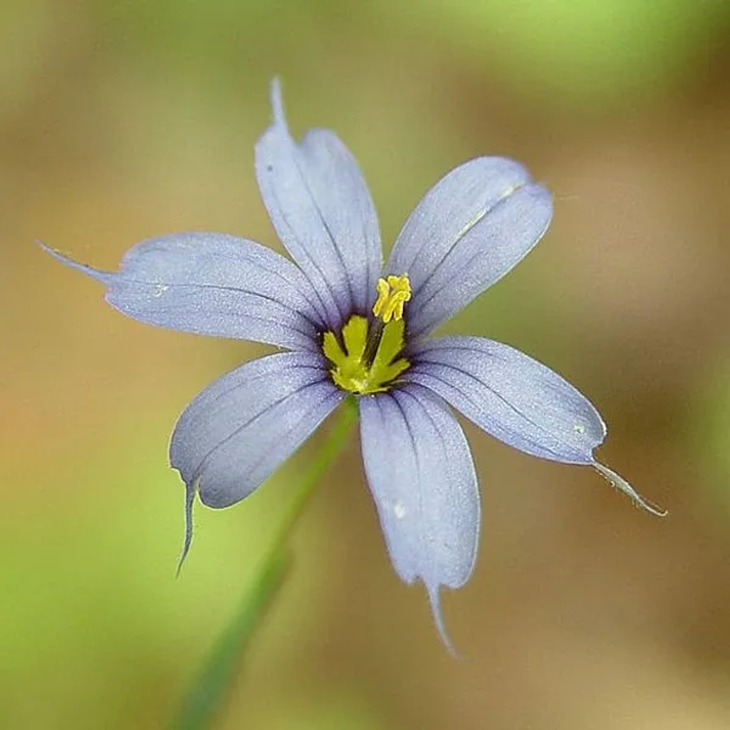 6 x Binsenlilie Sisyrinchium angustifolium Topf 9cm Schnittblume