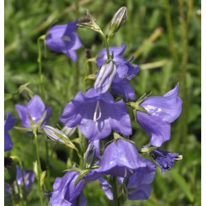 Nahaufnahme der pfirsichblütigen Glockenblume 'Azure Beauty' mit blauen Blüten.