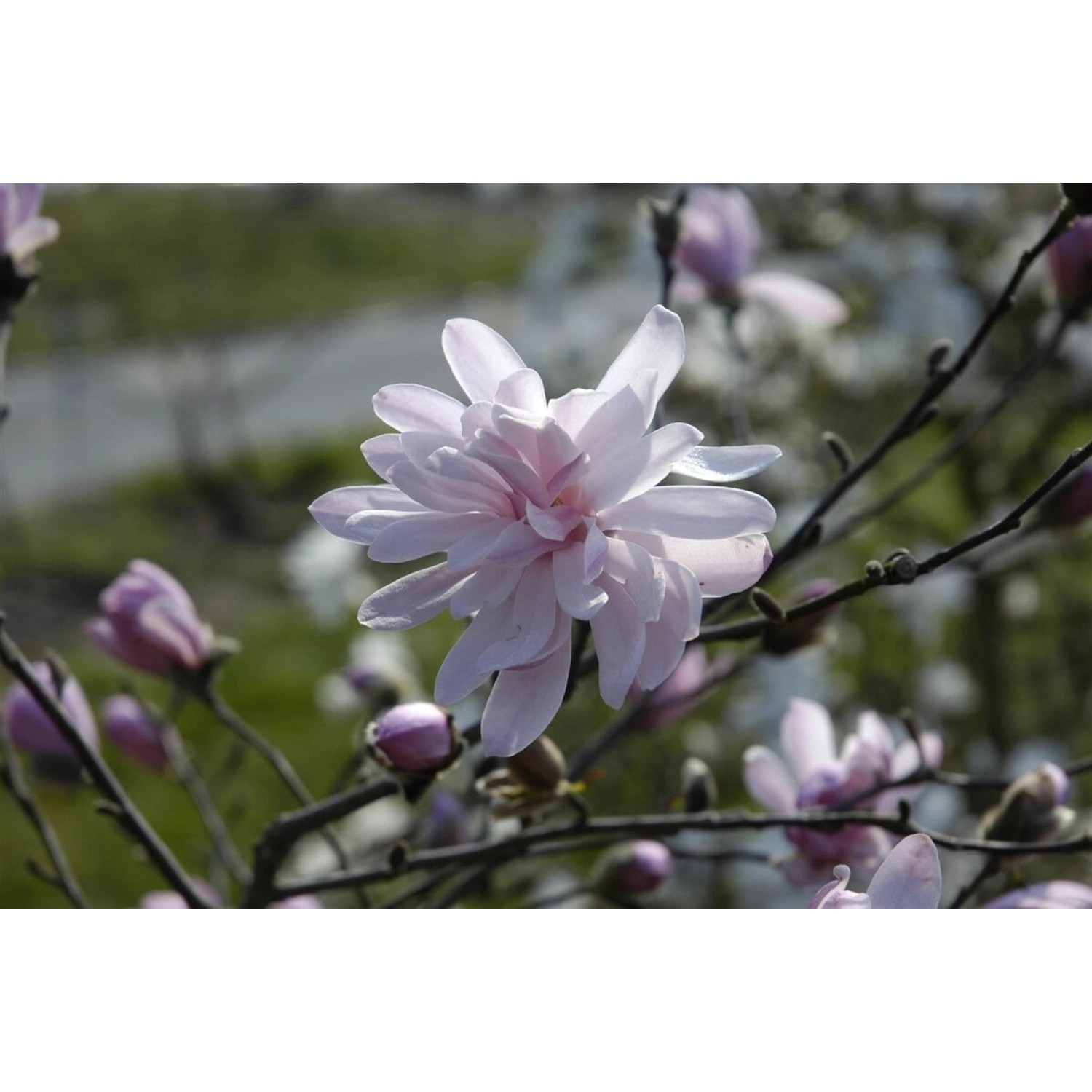 Magnolia Stellata Sternmagnolie George Henry Kern 80-100 cm günstig online kaufen
