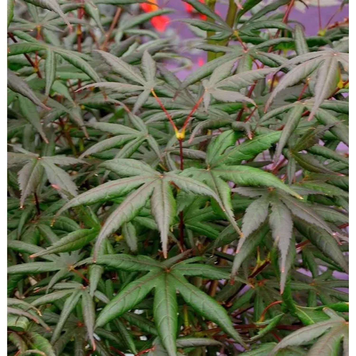 Roter Fächerahorn Starfish 80-100cm - Acer palmatum