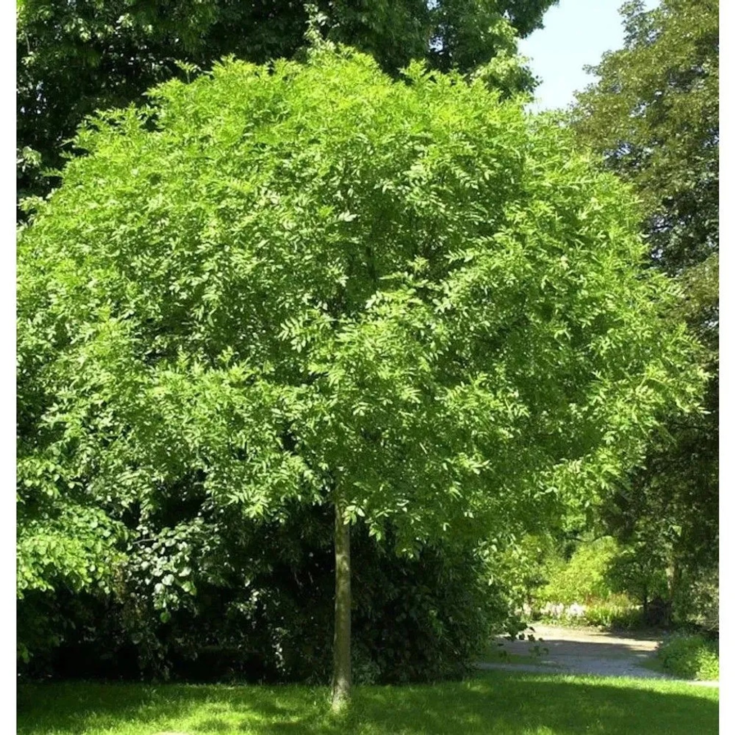 Hochstamm Kugel Esche Grüne Kugel 80-100cm - Fraxinus