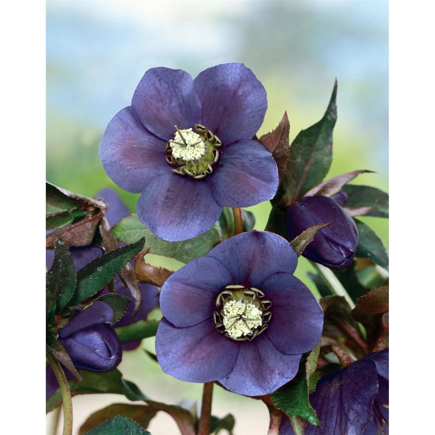 Helleborus X Or.Lady-S.Blue Lady Ca. 11x11 cm Topf günstig online kaufen