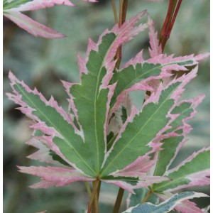 Fächerahorn 'Butterfly', 60-80cm, mit grün-weiß panaschierten Blättern. Zierstrauch für den Garten.
