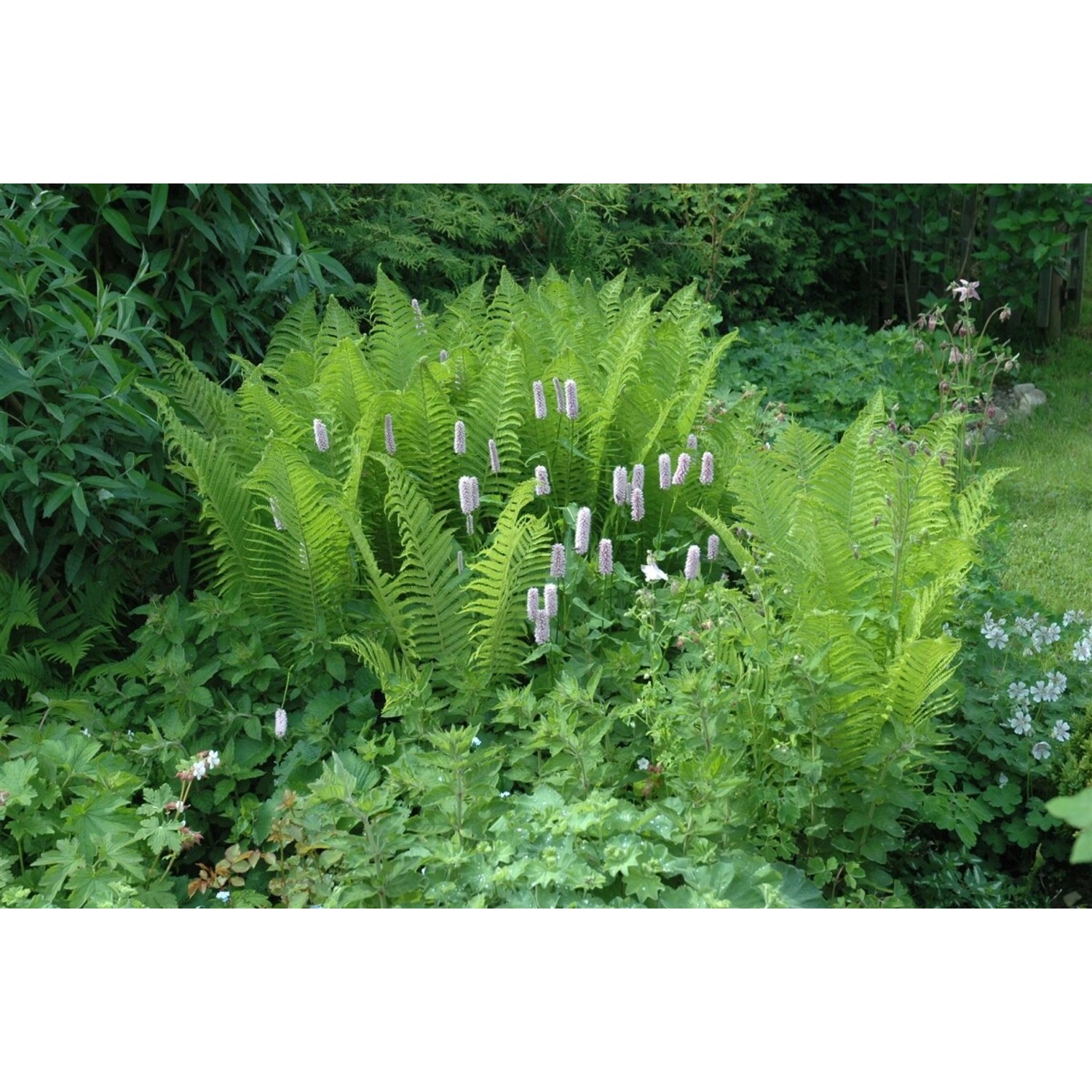 Dryopteris Filix-Mas Echter Wurmfarn Ca. 9x9 cm Topf günstig online kaufen