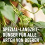 Unreife Erdbeeren an Pflanze. Compo Beeren Langzeit-Dünger für alle Beerenarten und Obst. Für reiche Ernte.