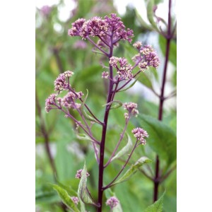 Nahaufnahme der rosa Blütenstände des Rodgersia Pinnata Schaublatts im Topf.