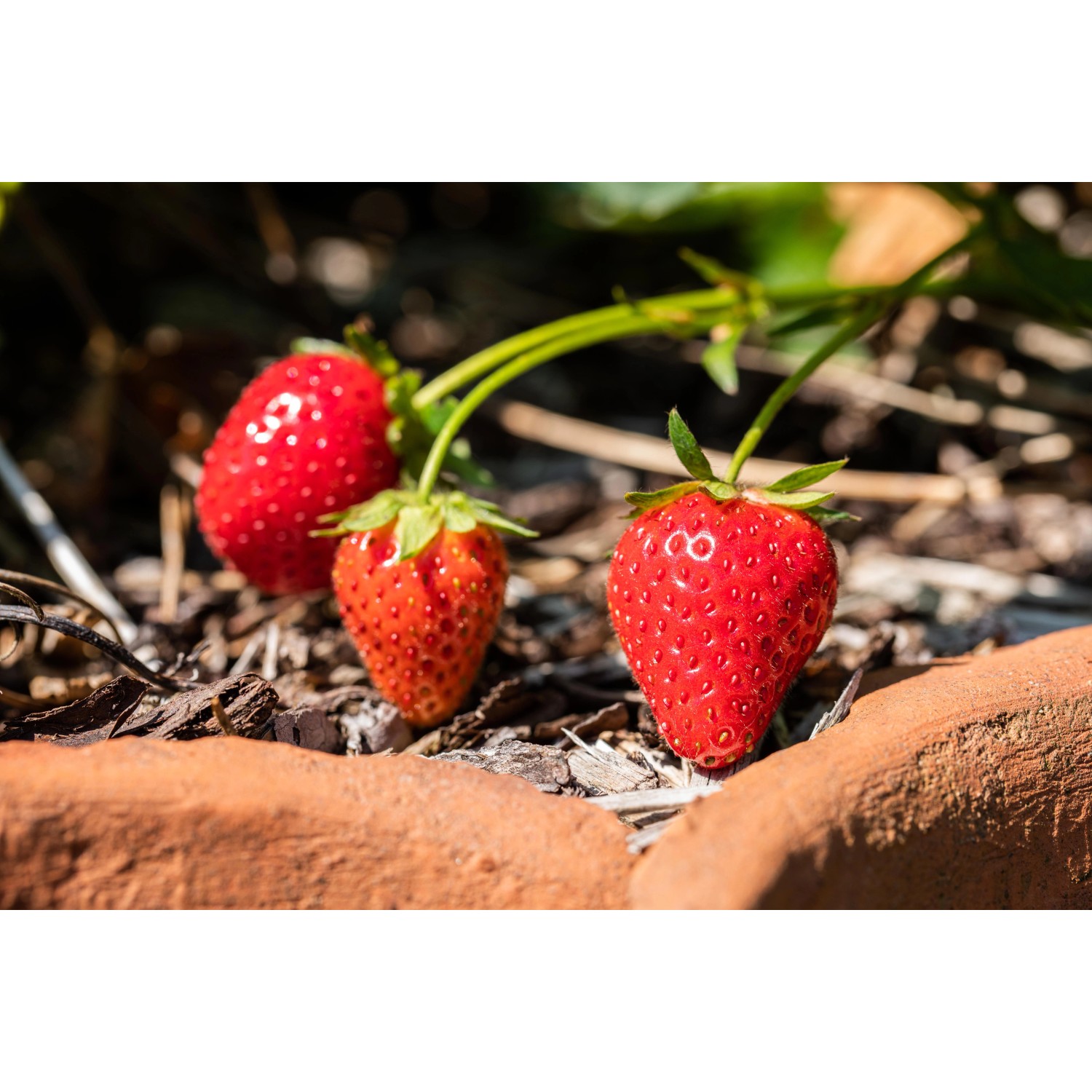 Drei rote Erdbeeren der Sorte Senga Sengana im Beet.