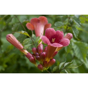 Leuchtend rote Trompetenblume 'Stromboli' (Campsis radicans) mit Blüten und Knospen.