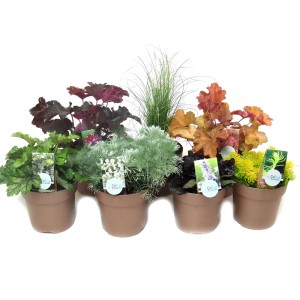 Sortierte Herbststauden im Topf (Ø 15cm) für den Garten oder Balkon. Farbmix mit Blattschmuckpflanzen, Gräsern und Stauden.
