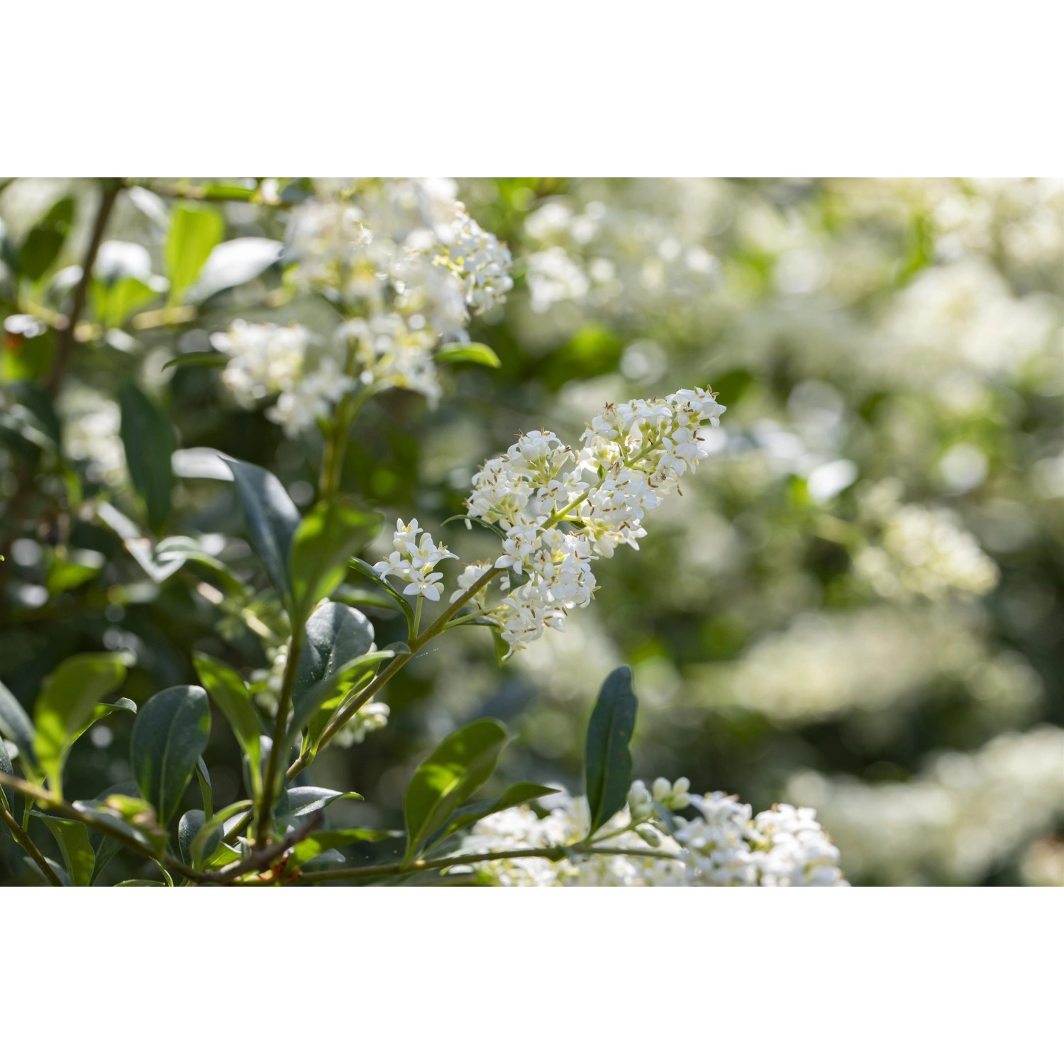 Blühender, grüner Liguster von GROW by OBI mit weißen Blüten.