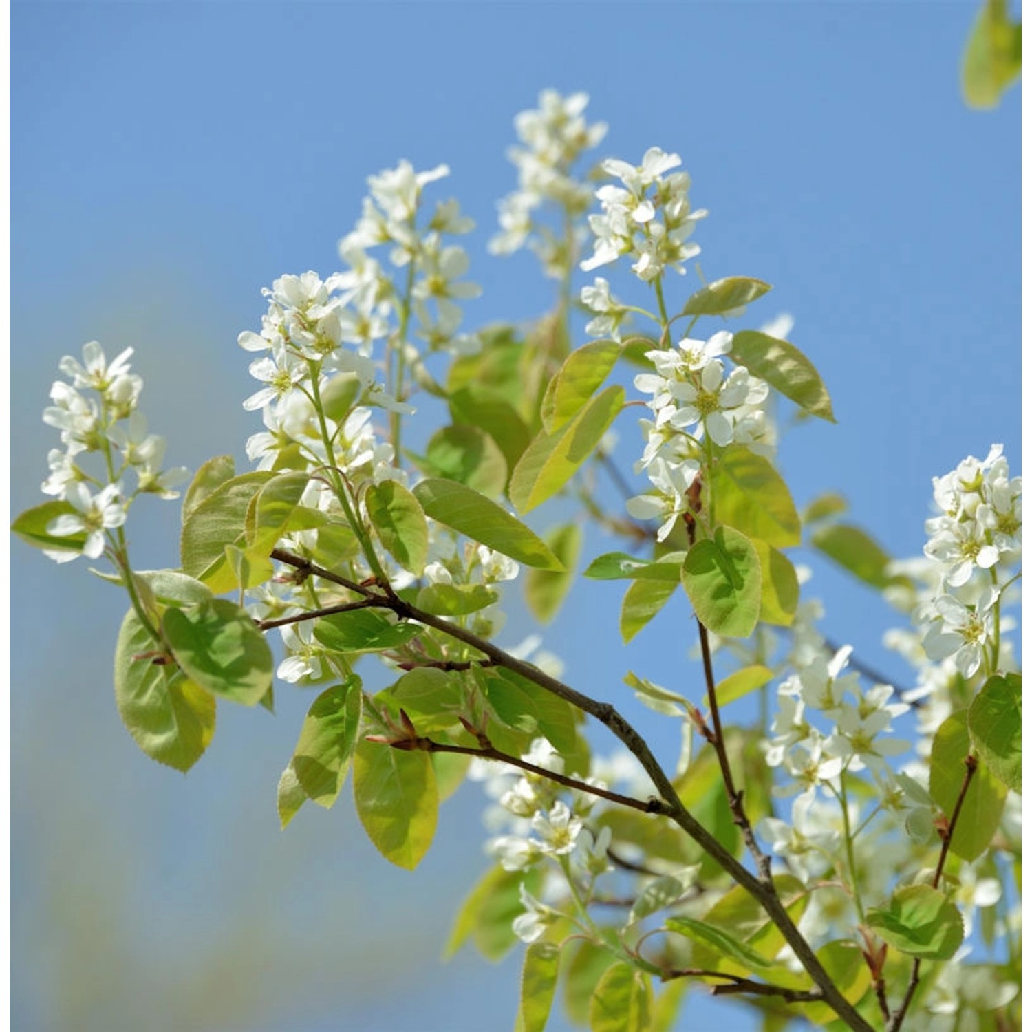 Erlenblättrige Felsenbirne Saskatoon Berry 40-60cm - Amelanchier alnifolia günstig online kaufen