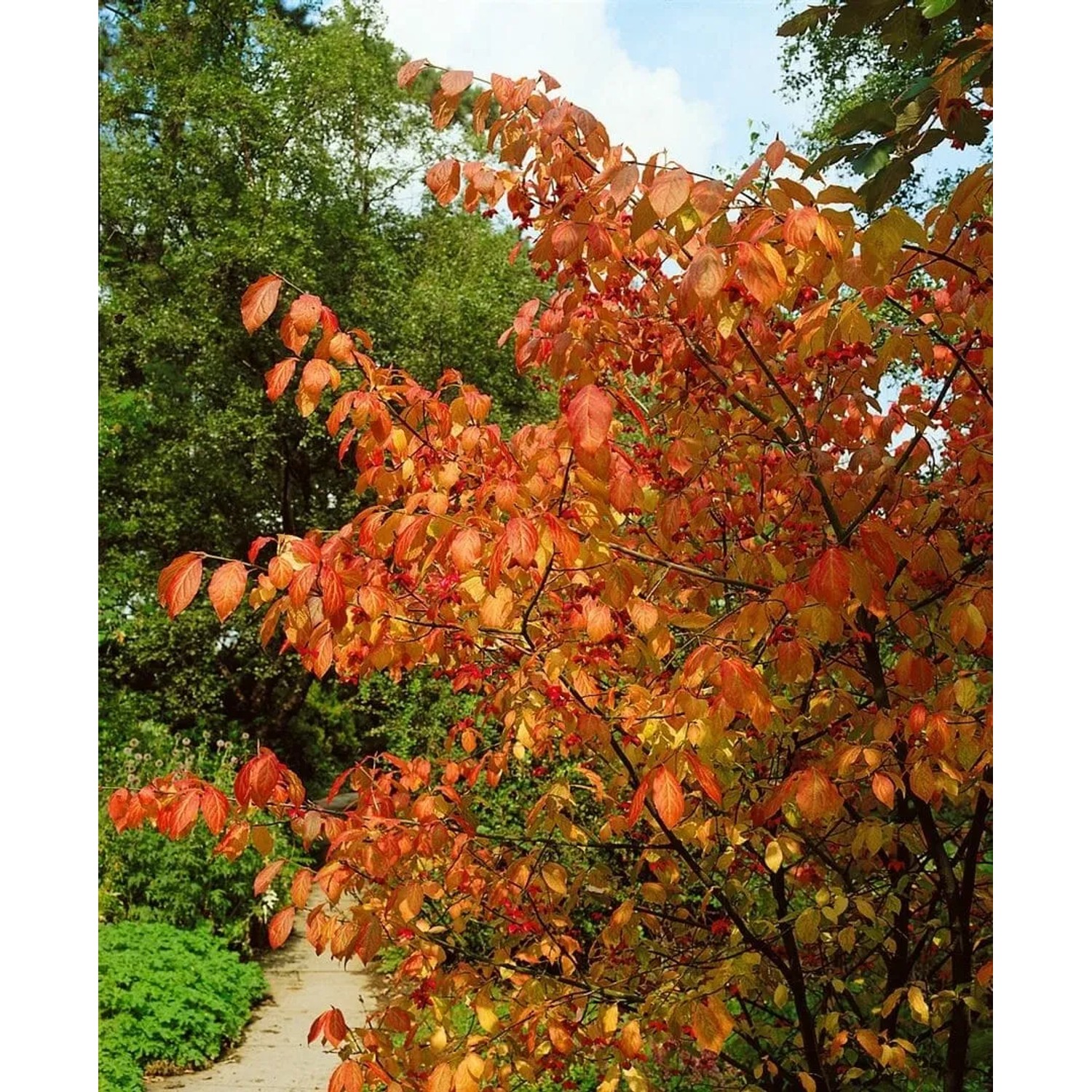 Euonymus Planipes Spindelstrauch mit auffällig roten Blättern und Früchten im Herbst.