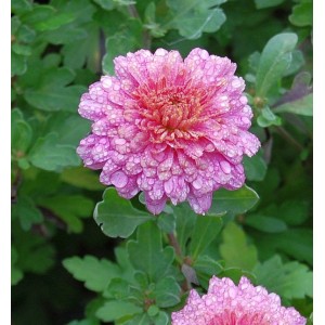 Nahaufnahme einer rosa Winteraster Schloßtaverne (Chrysanthemum Indicum) mit Wassertropfen.