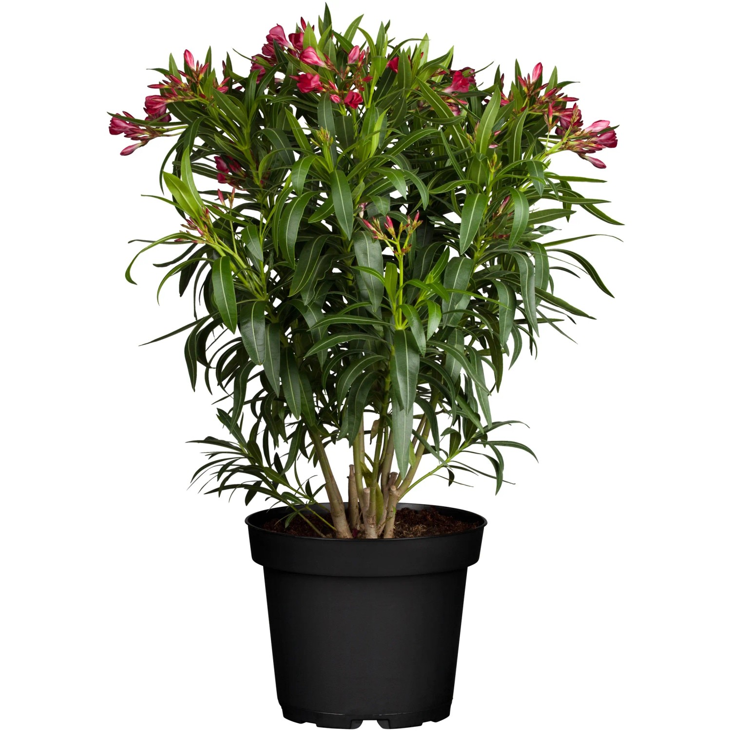 GROW by OBI Oleander Rot Topf-Ø ca. 20 cm Nerium