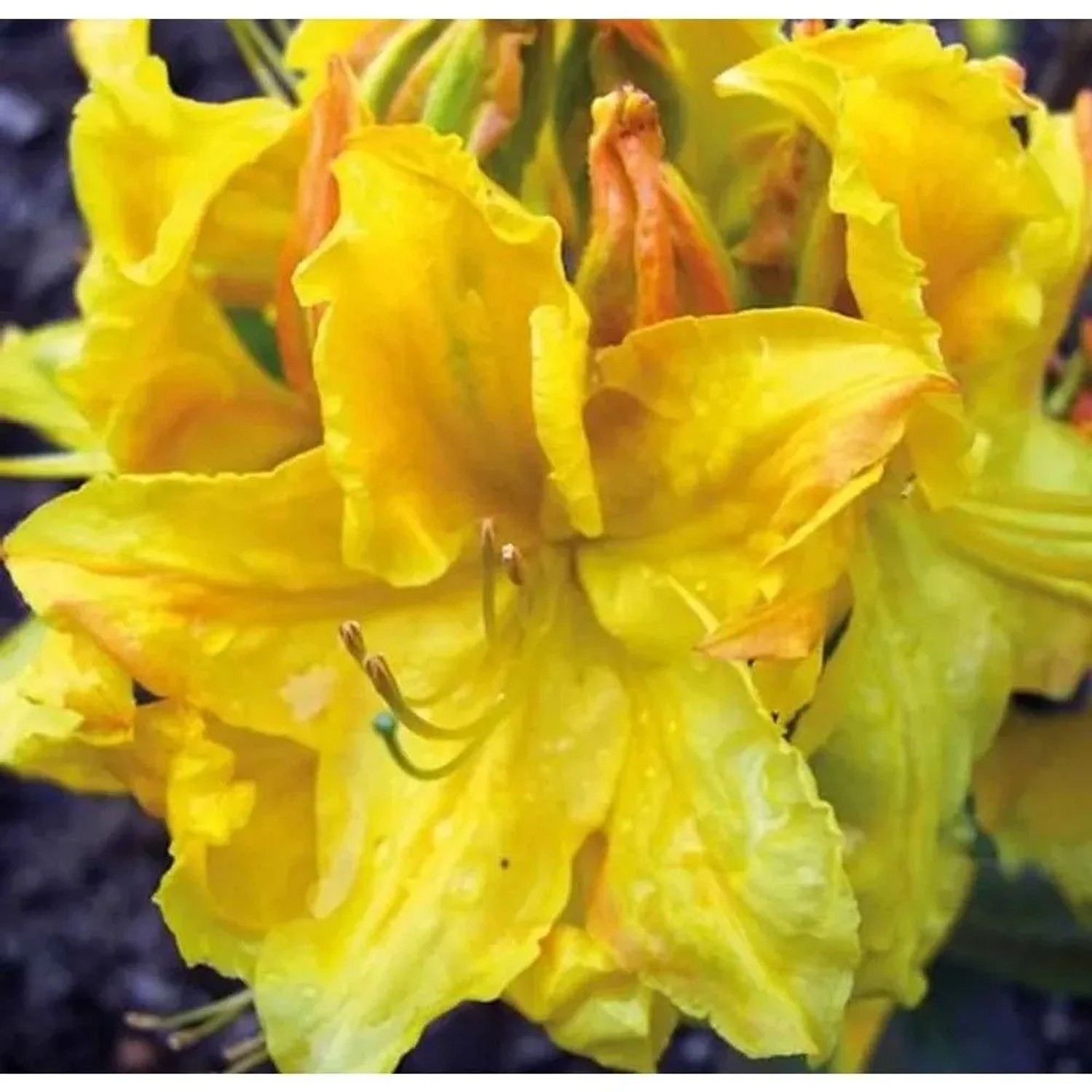 Azalee Goldstück 30-40cm - Rhododendron,uteum - Alpenrose