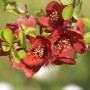 Blühende Zierquitte 'Crimson and Gold' mit dunkelroten Blüten und grünen Blättern.