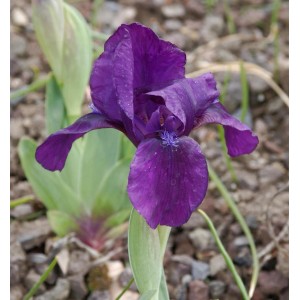 Nahaufnahme einer dunkelvioletten Zwergschwertlilie 'Hamburger Nacht' im Garten.
