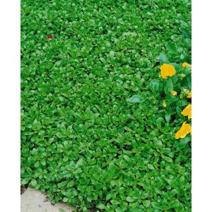 Immergrüne Fetthenne 'Immergrünchen' als Bodendecker mit gelben Blüten im Beet.